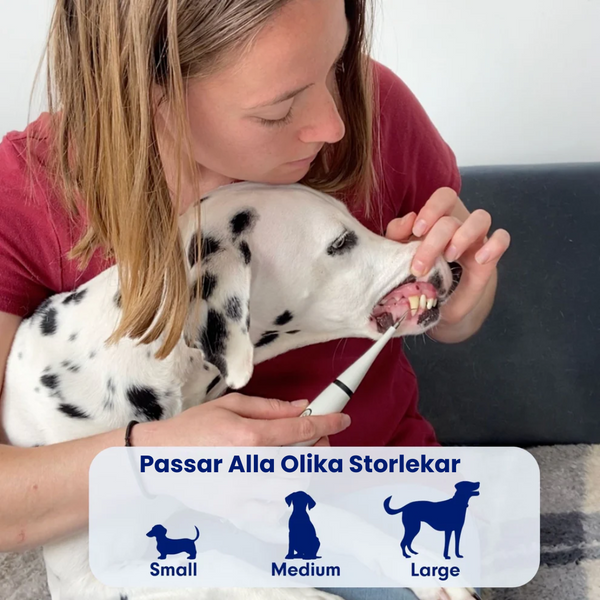 Friska Tänder för Hundar